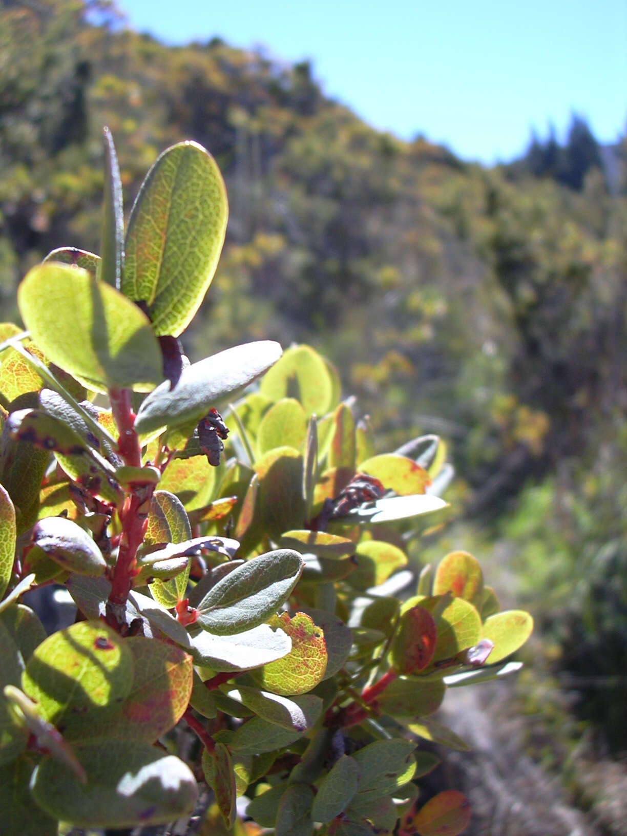 Image de Vaccinium reticulatum Sm.