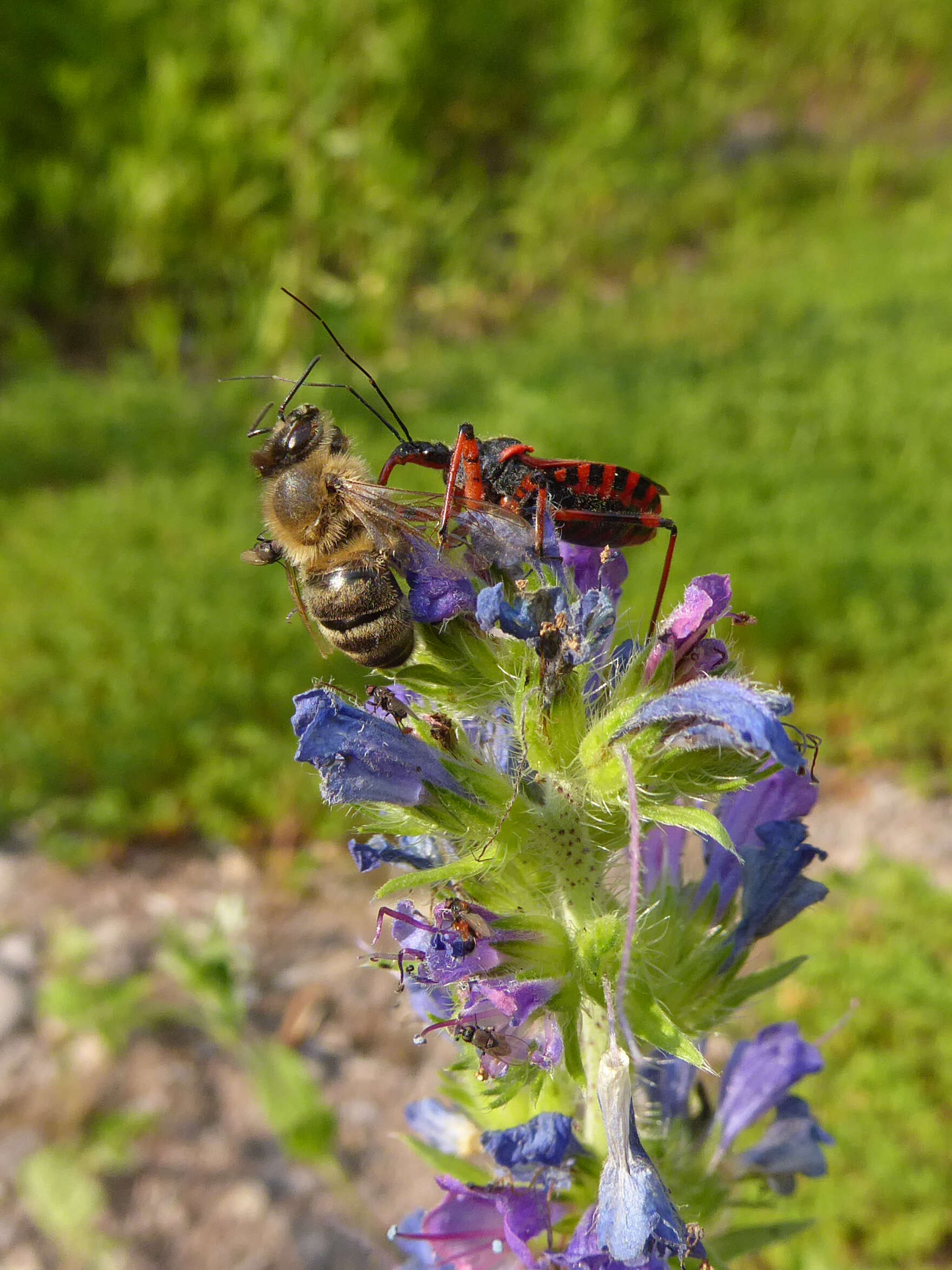 صورة Rhynocoris iracundus (Poda 1761)