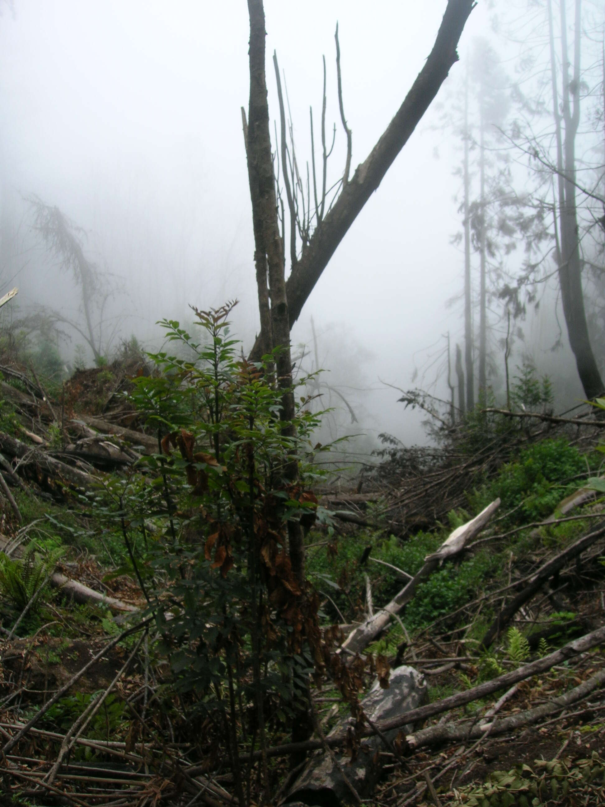 Sivun Fraxinus uhdei (Wenz.) Lingelsh. kuva