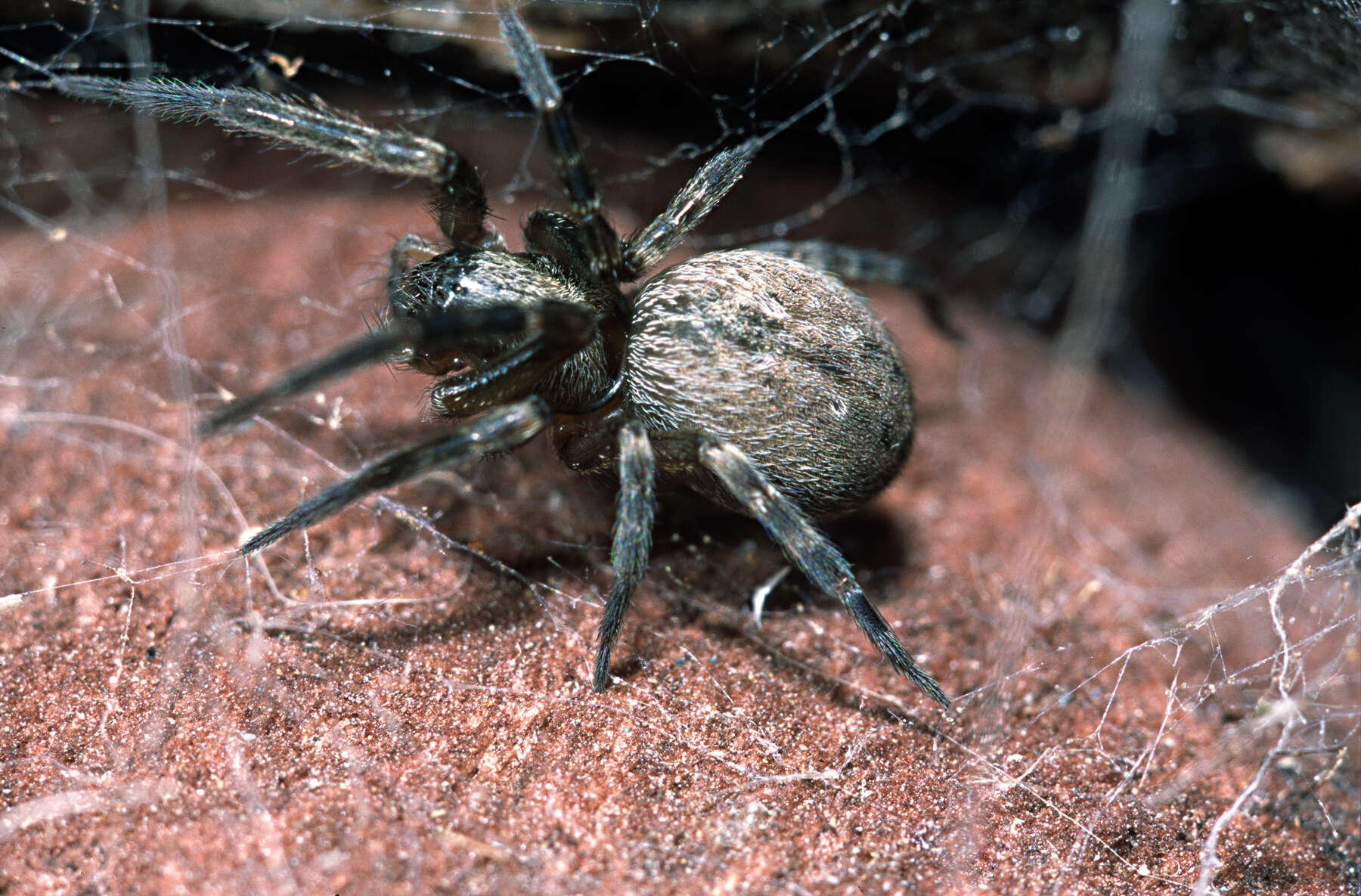 Image of Desid spider