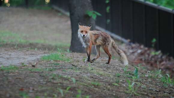 Imagem de Vulpes vulpes schrencki Kishida 1924