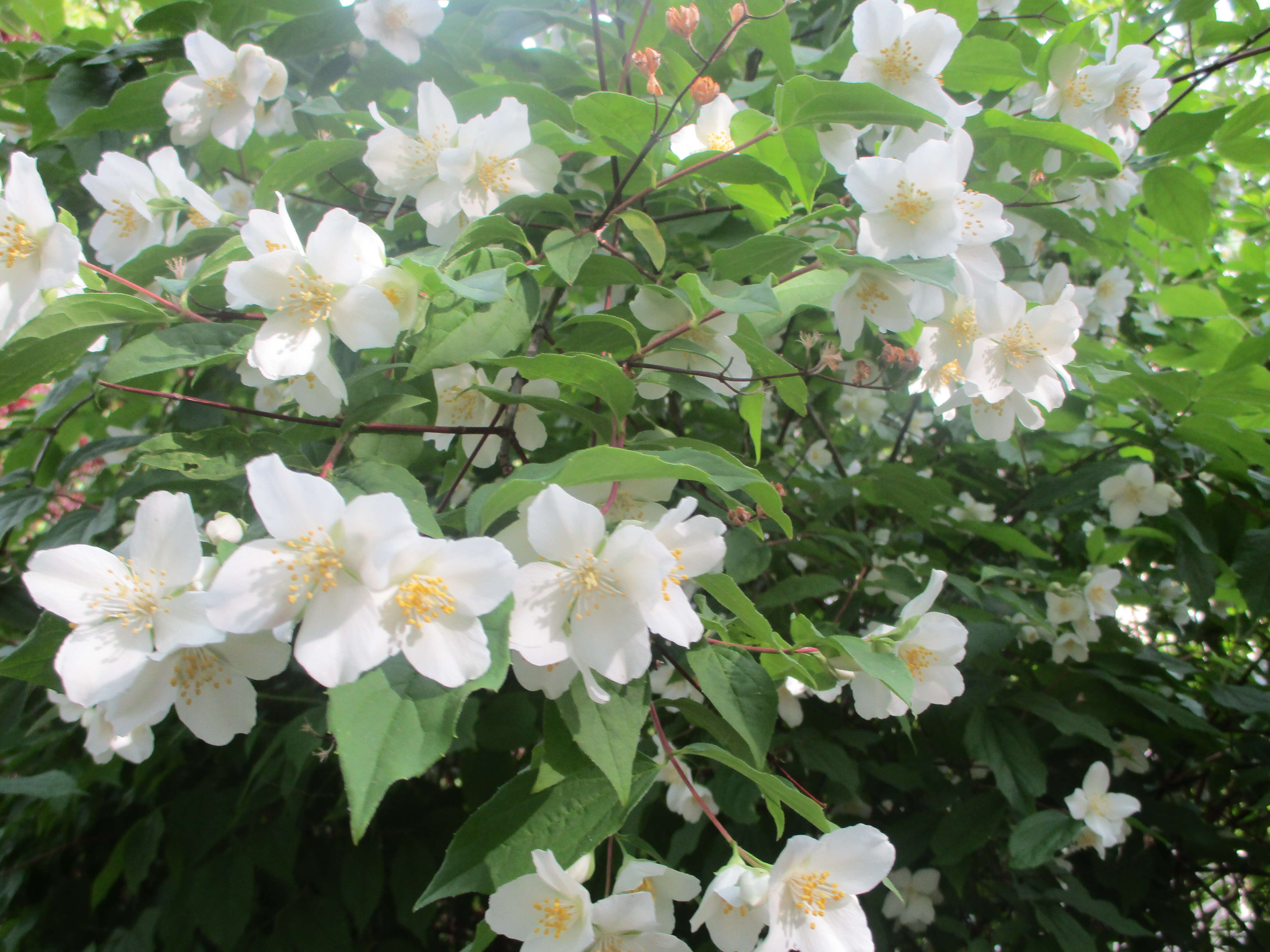 Image of sweet mock orange