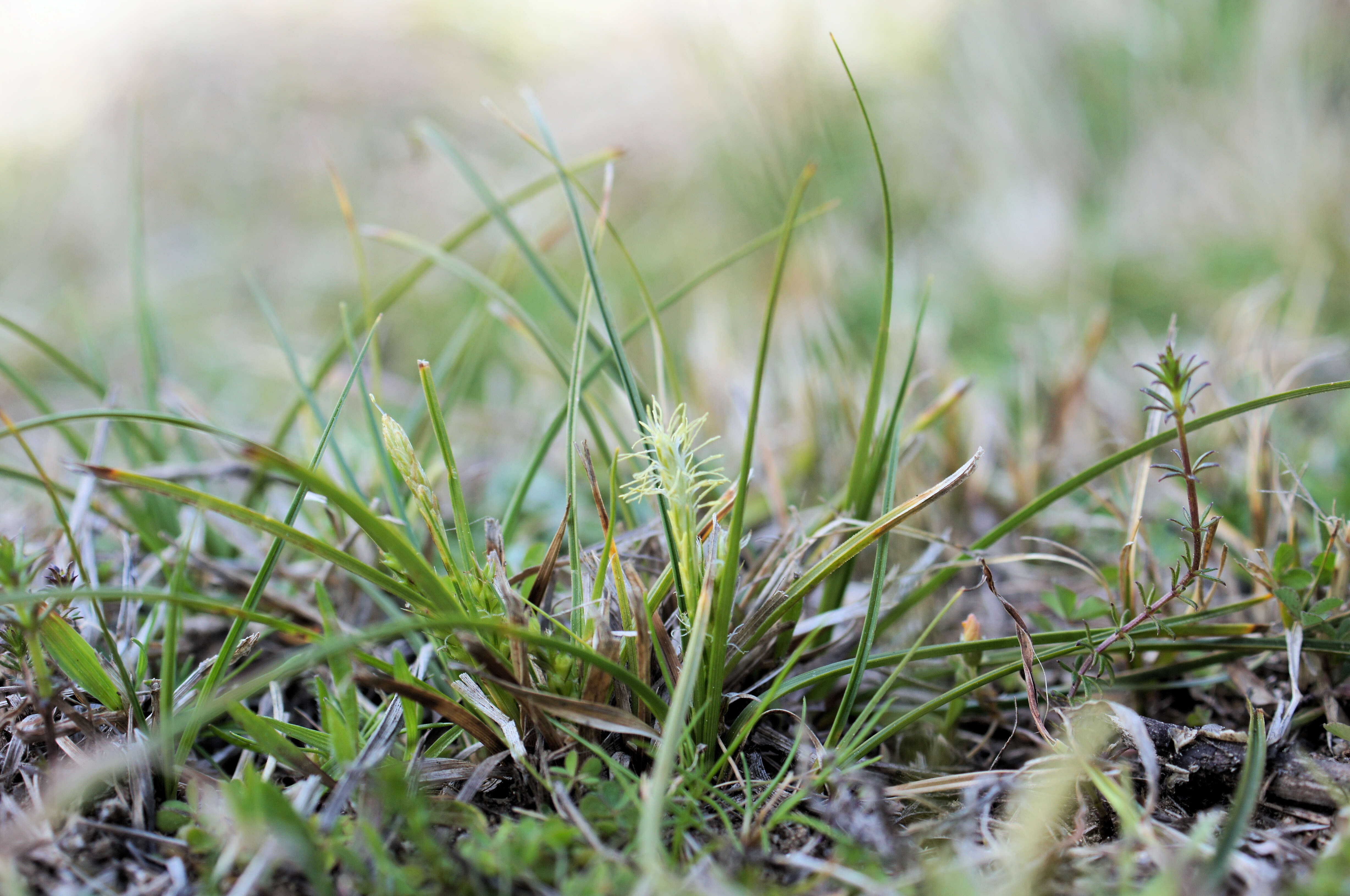 Image of Asian shortstem sedge