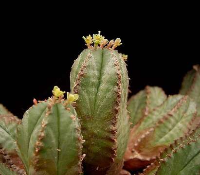 Слика од Euphorbia nesemannii R. A. Dyer