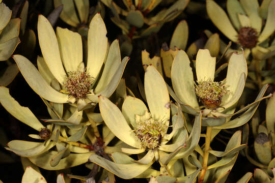 Imagem de Leucadendron pubescens R. Br.