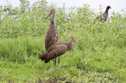 Image of limpkins