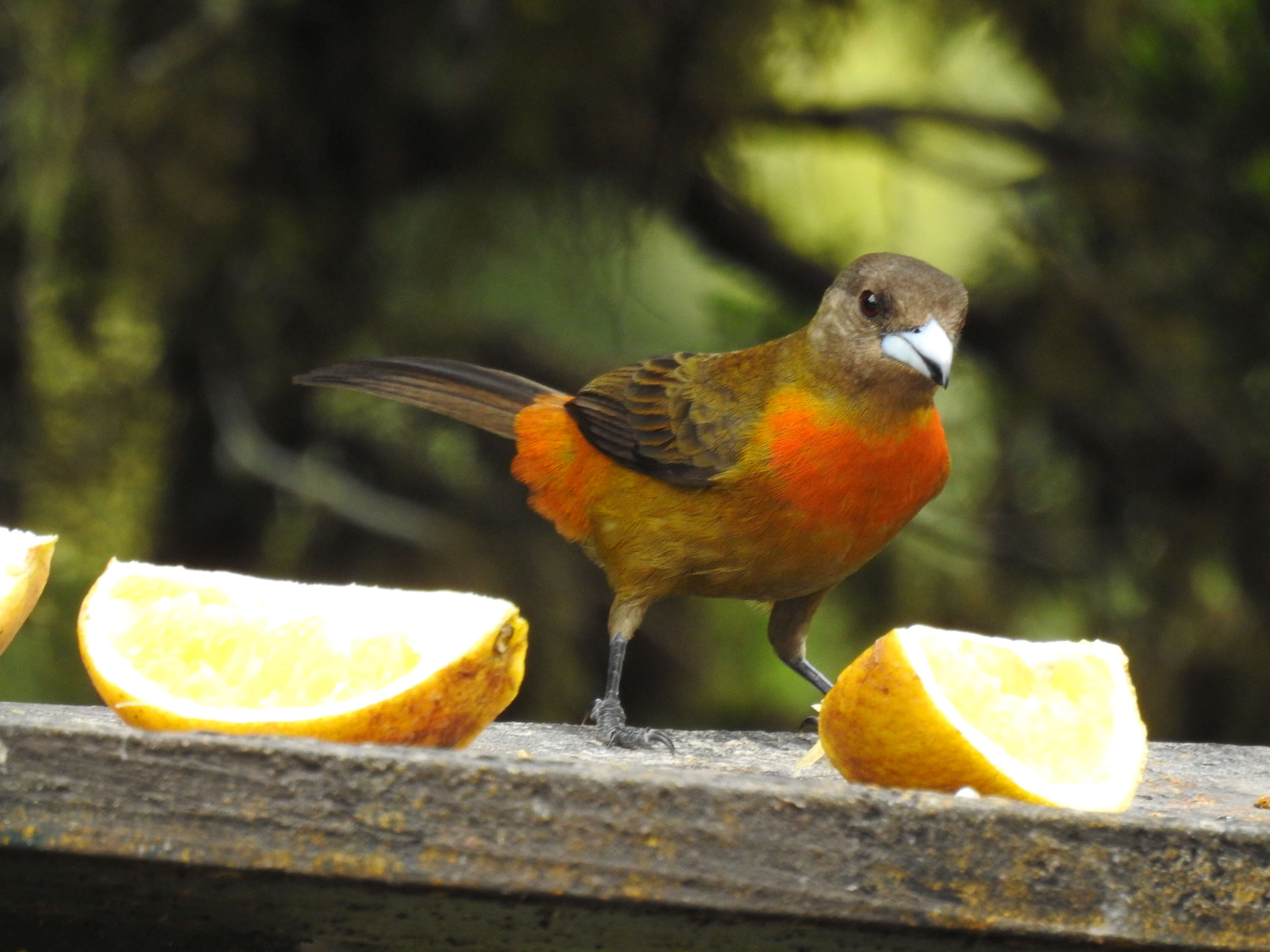 Image of Ramphocelus costaricensis