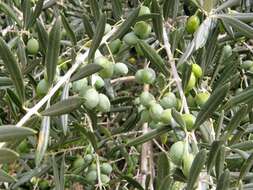 Image of olive tree