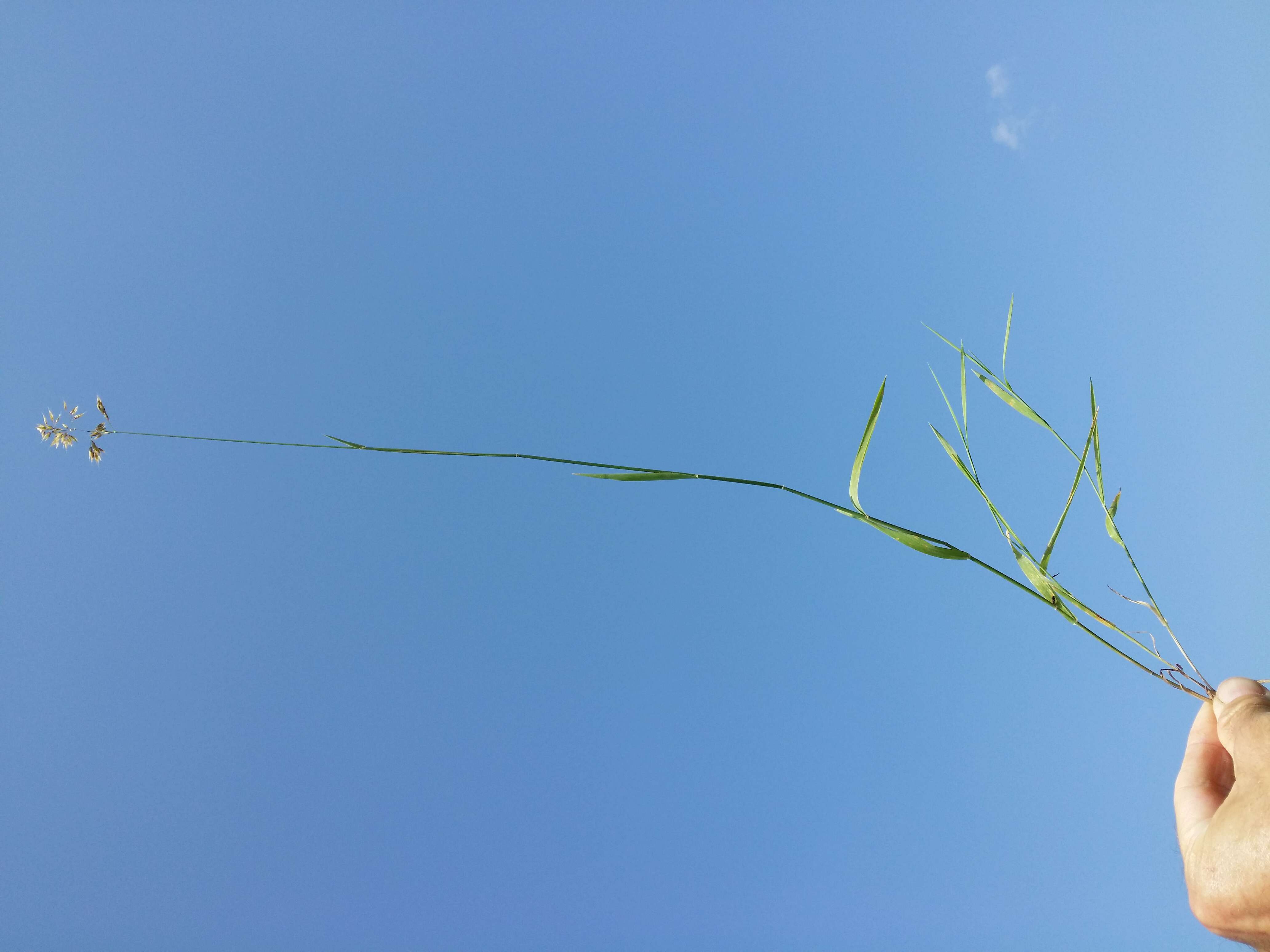 Image of Creeping Soft Grass