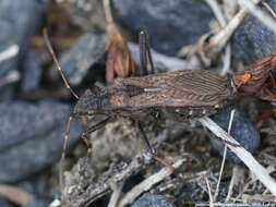 Image of Redbacked broad-headed bug