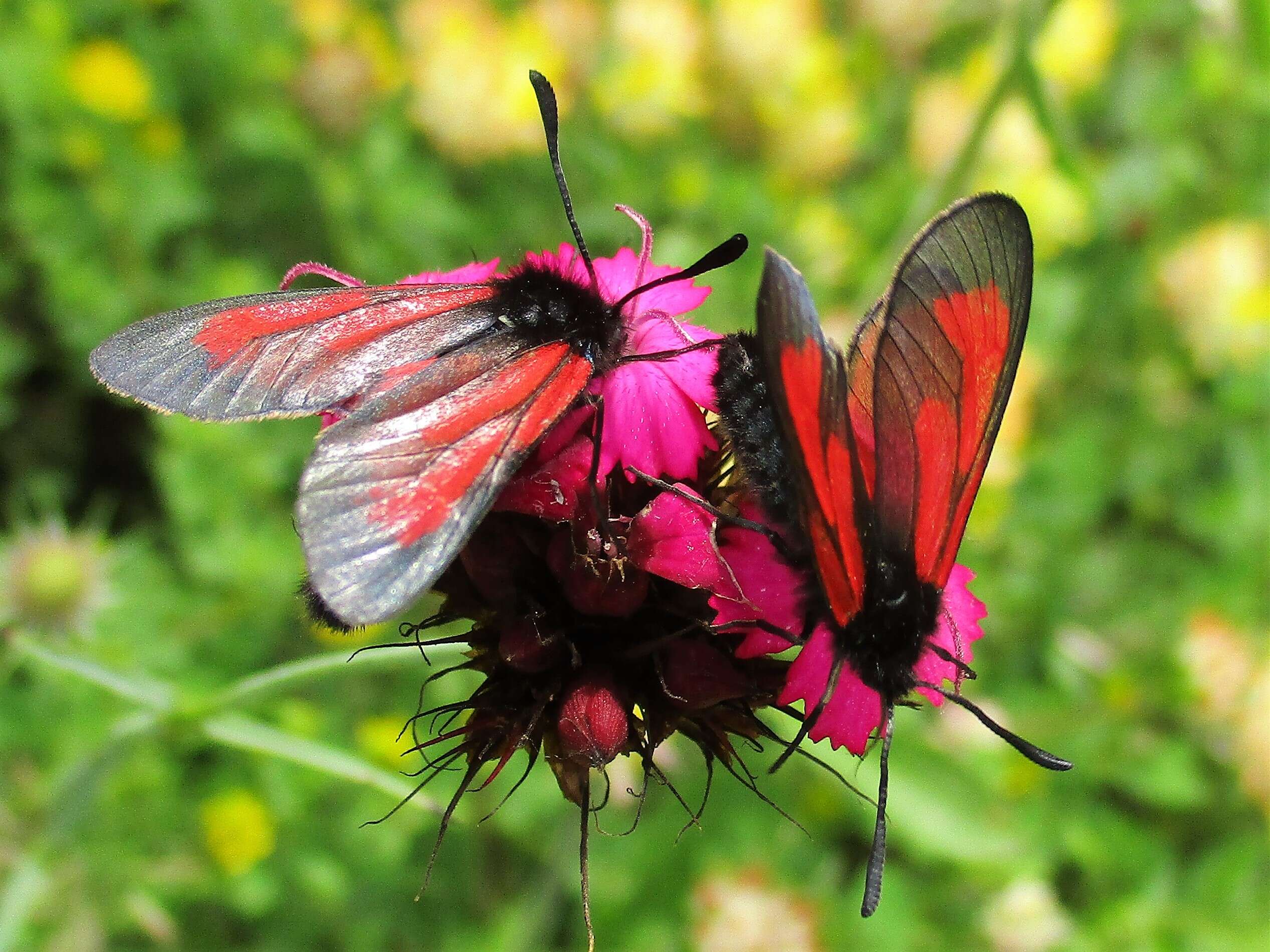 Plancia ëd Zygaena purpuralis Brünnich 1763