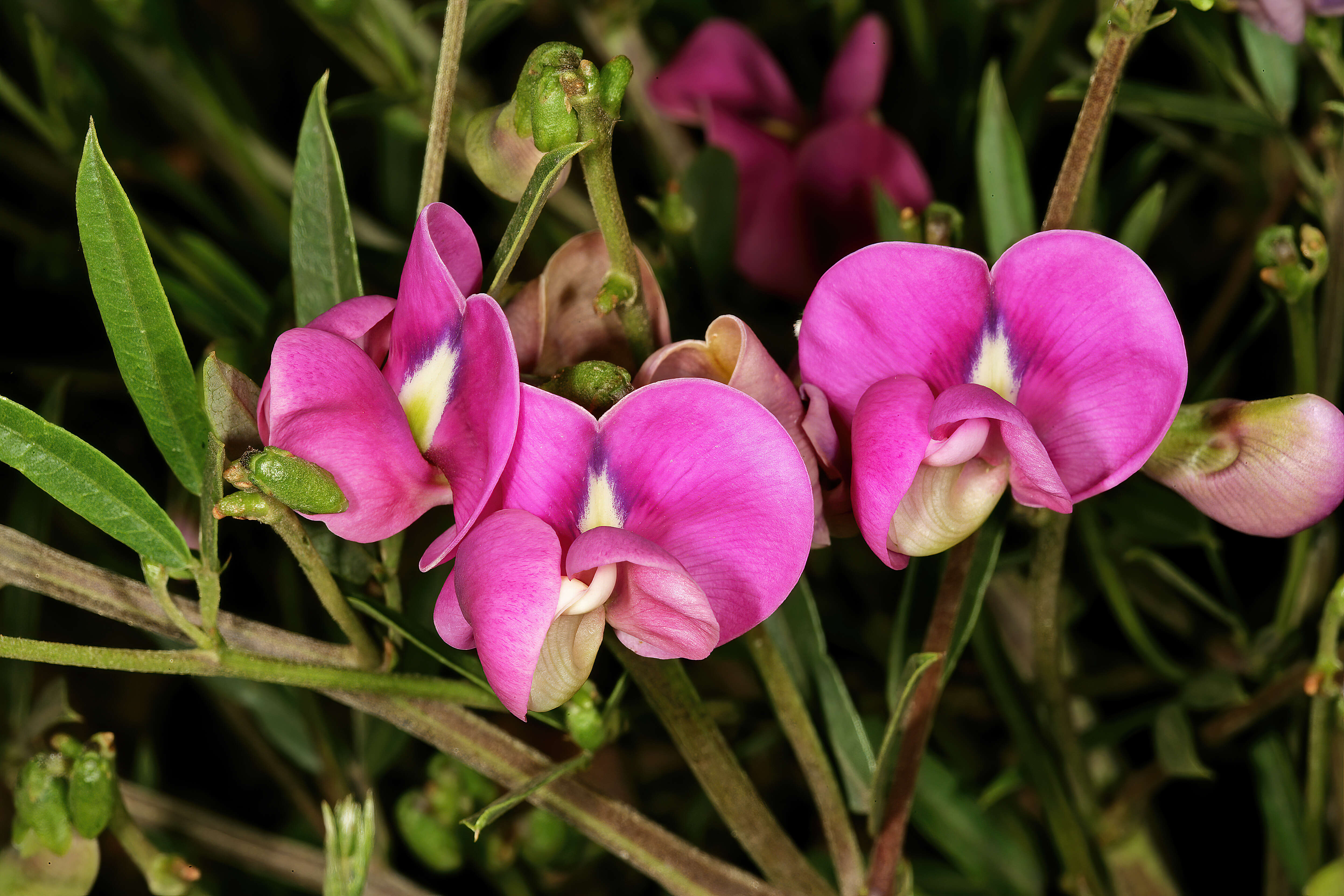 Sphenostylis angustifolia Sond.的圖片