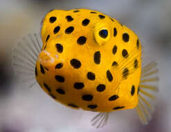 Image of Yellow boxfish