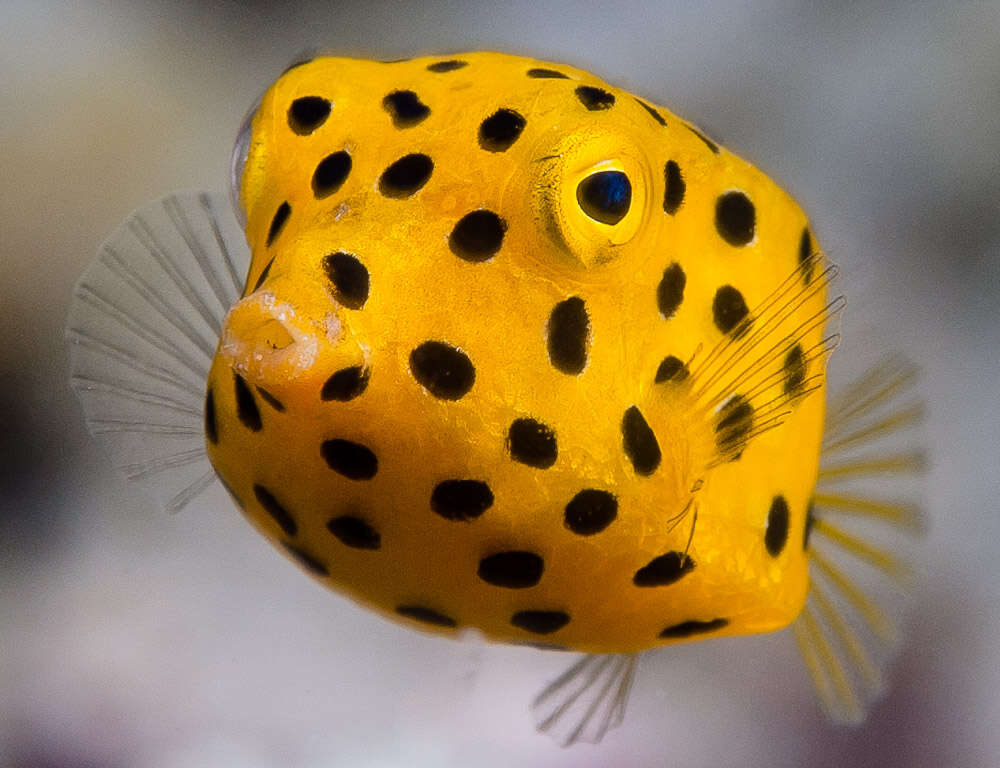 Image of Yellow boxfish