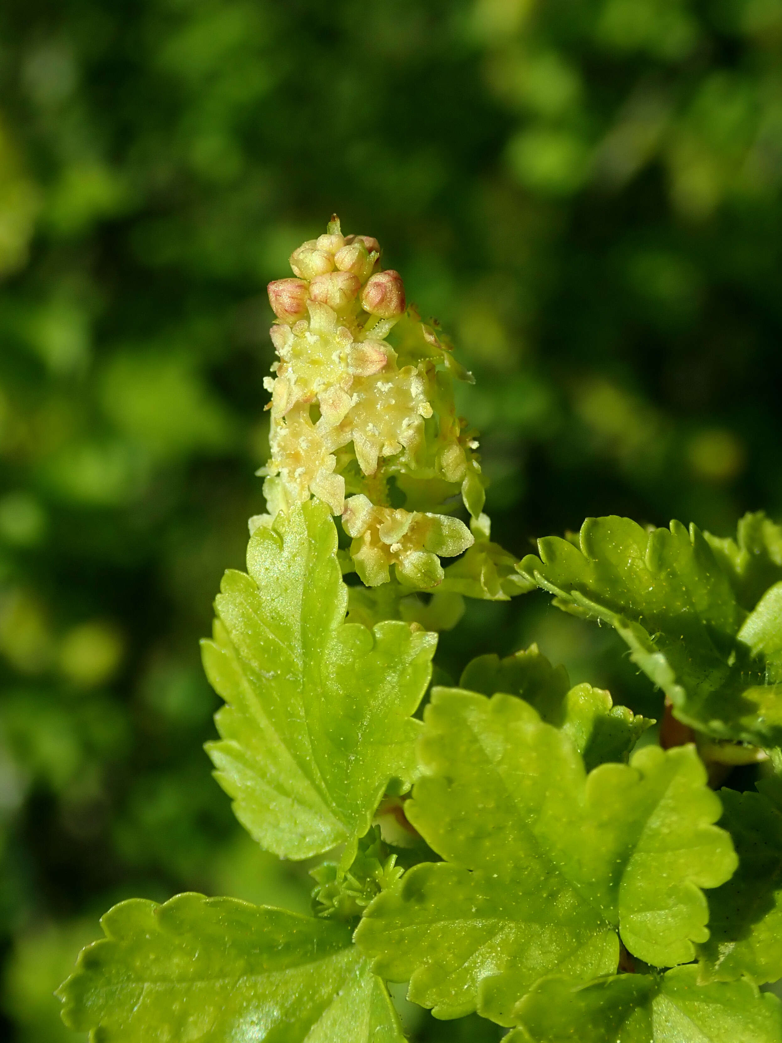 Image of Mountain Currant