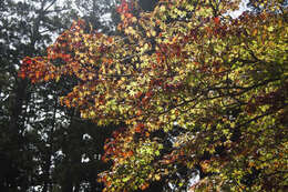 Image of Japanese maple