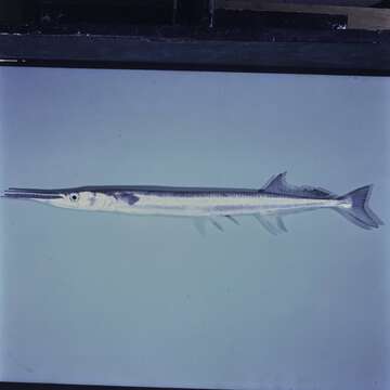 Image of Agujon Needlefish