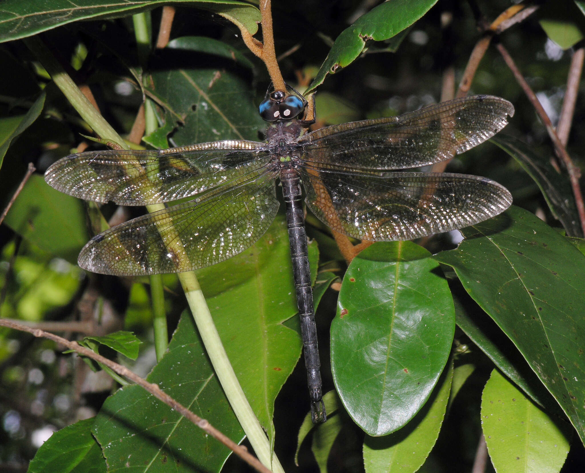 Image of Tetracanthagyna Selys 1883