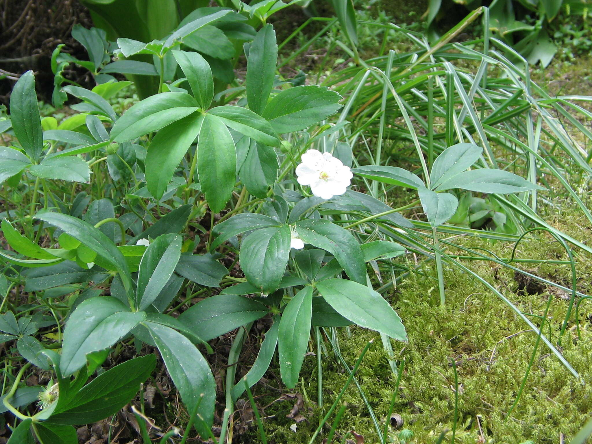 Image of White Cinquefoil