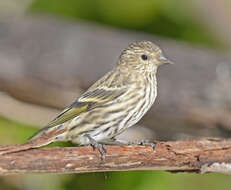 Image of Pine Siskin