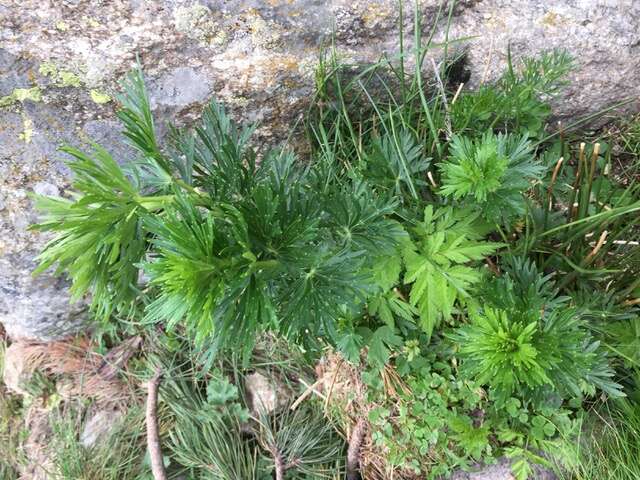 Слика од Aconitum napellus L.