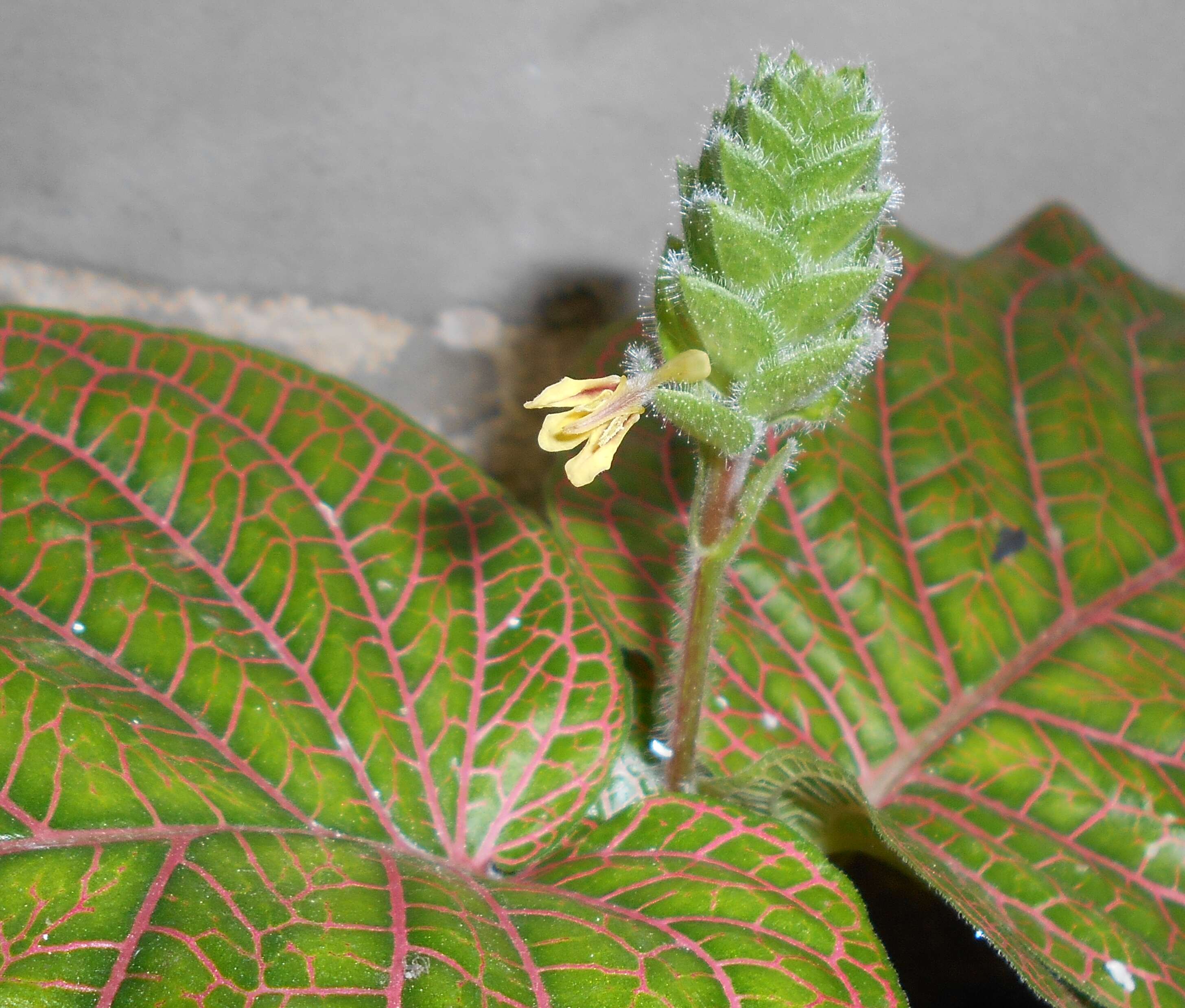 Fittonia gigantea Linden resmi