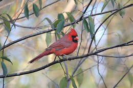 Image of Cardinalis Bonaparte 1838