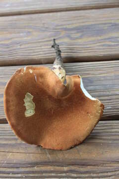 Polyporus radicatus Schwein. 1832 resmi