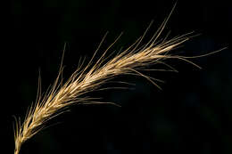 Plancia ëd Elymus canadensis L.