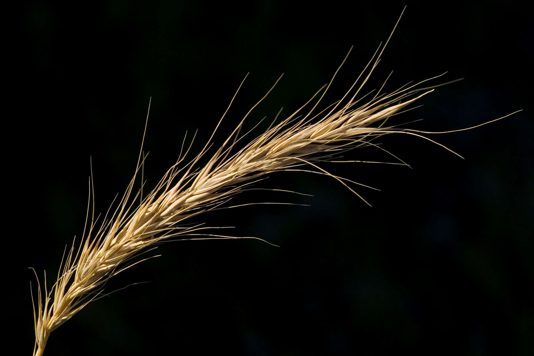 Plancia ëd Elymus canadensis L.