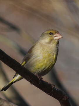 Image of Chloris Cuvier 1800