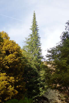 Abies bracteata (D. Don) A. Poit. resmi