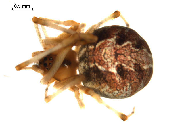 Image of Theridion glaucescens Becker 1879