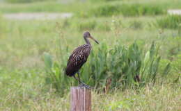 Image of limpkins