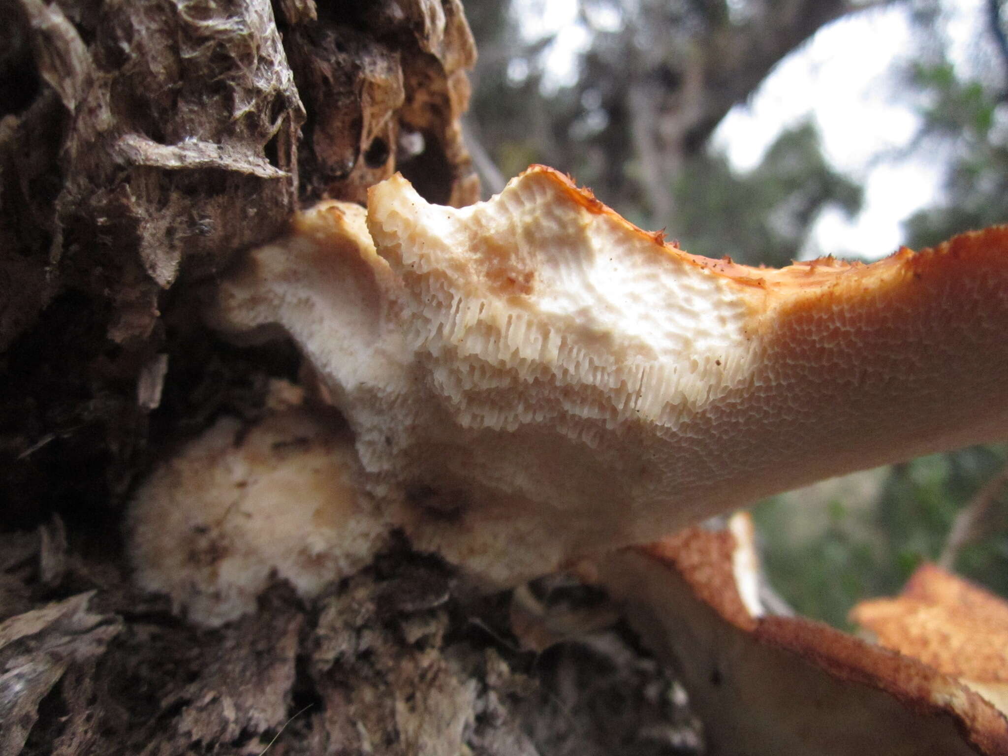 Polyporus radicatus Schwein. 1832 resmi