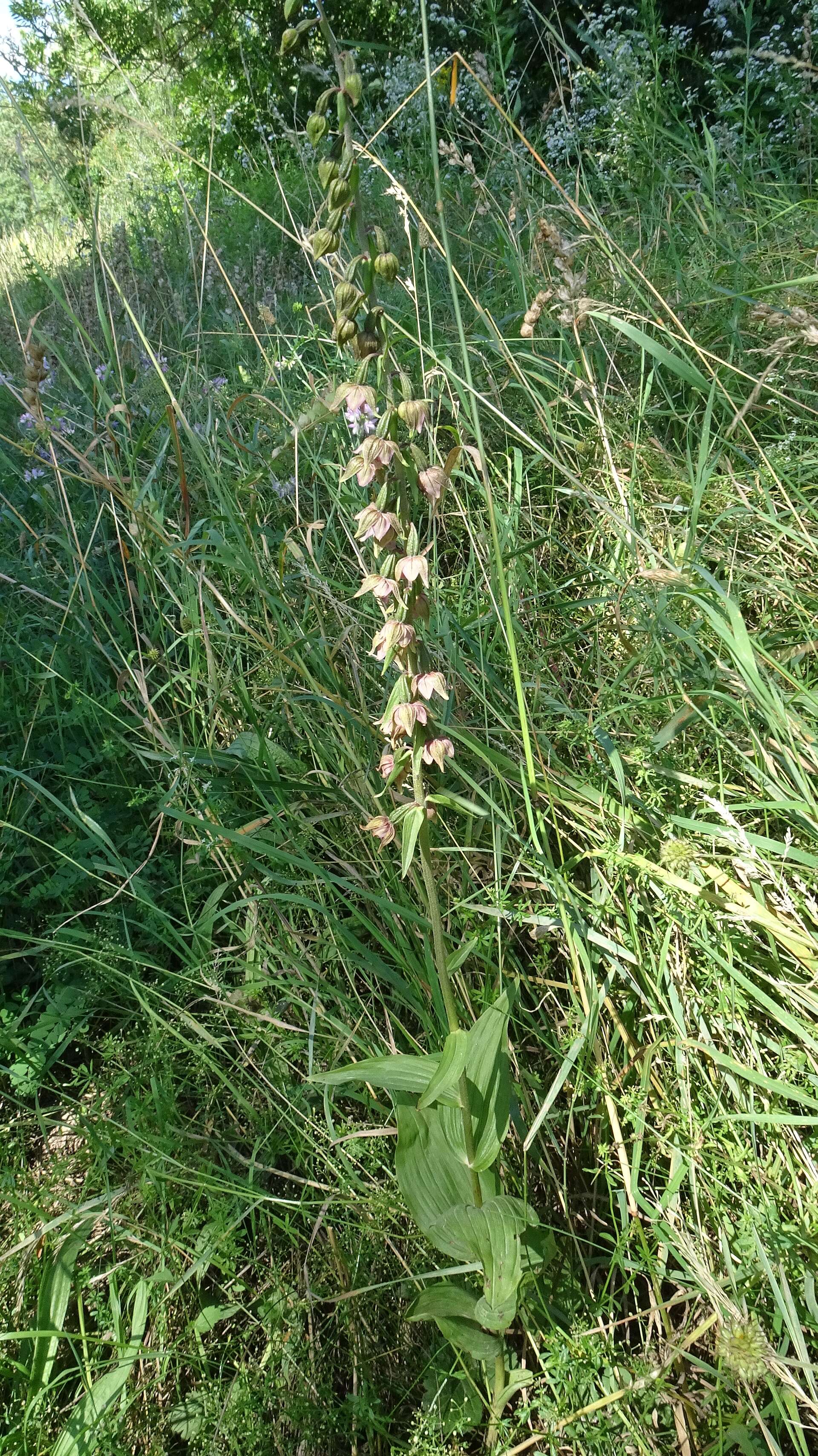 Image of Broad-leaved Helleborine