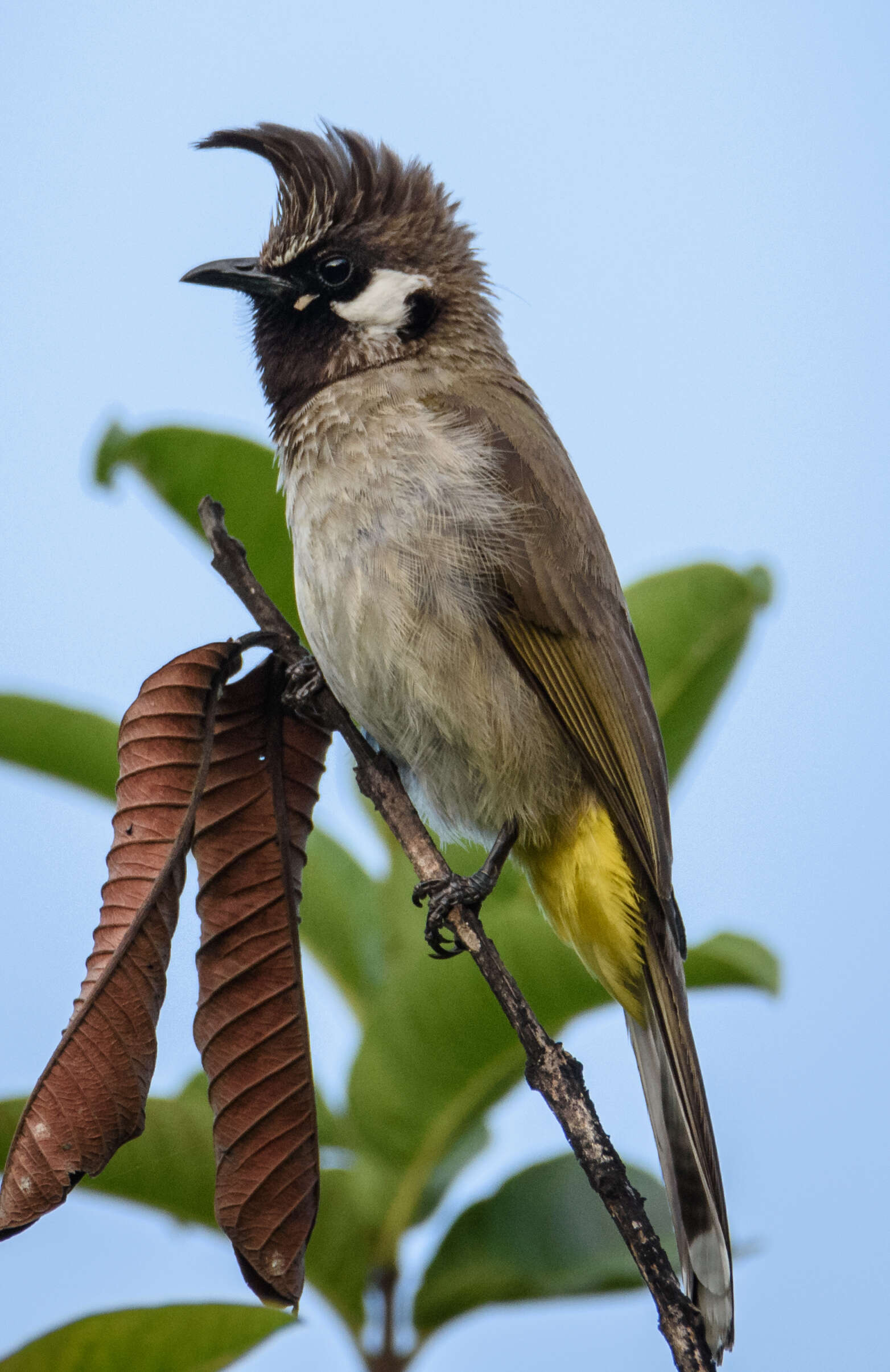 Image of Himalayan Bulbul