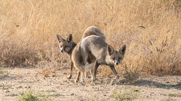 Image of white-footed fox