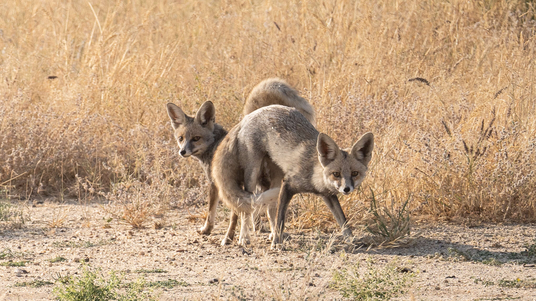 Image of white-footed fox