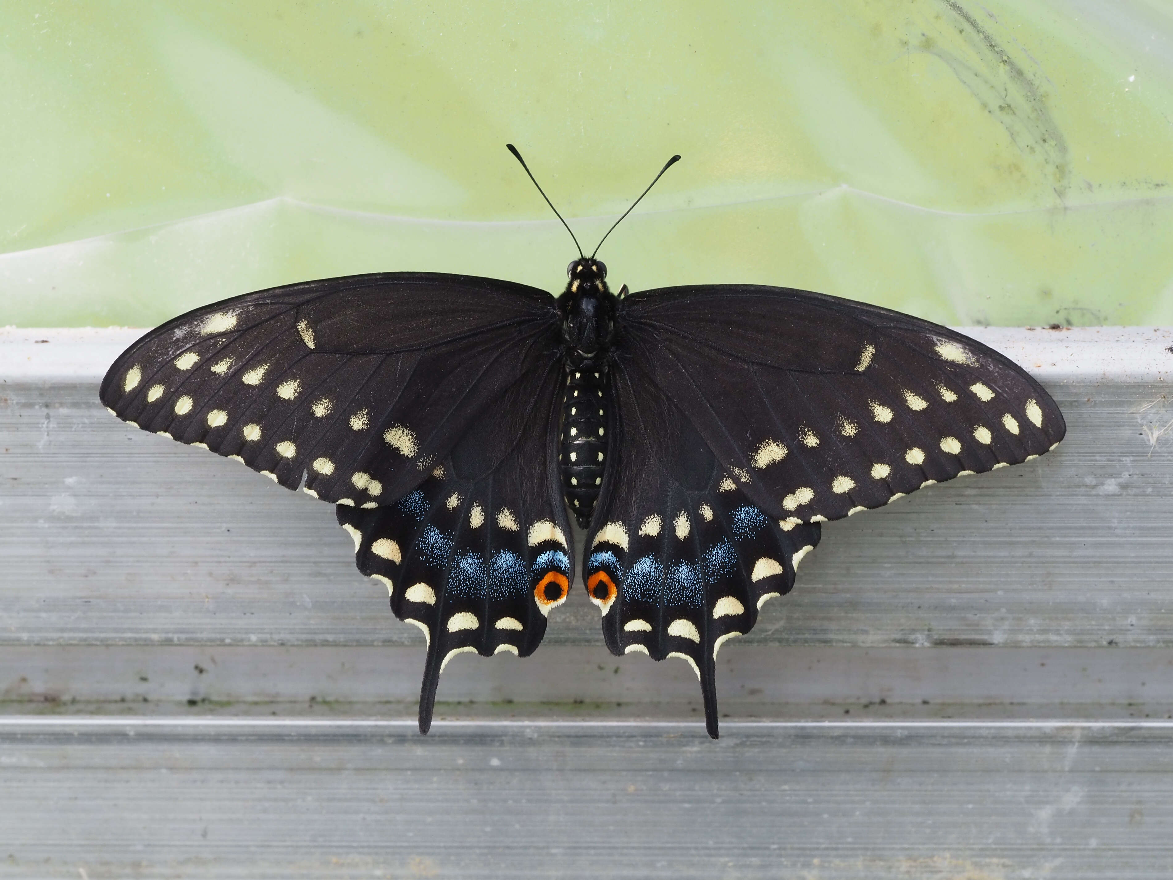 Sivun Papilio polyxenes Fabricius 1775 kuva