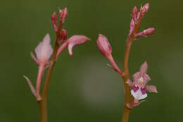 Image of Monk orchid