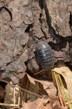 Image of Pill woodlouse