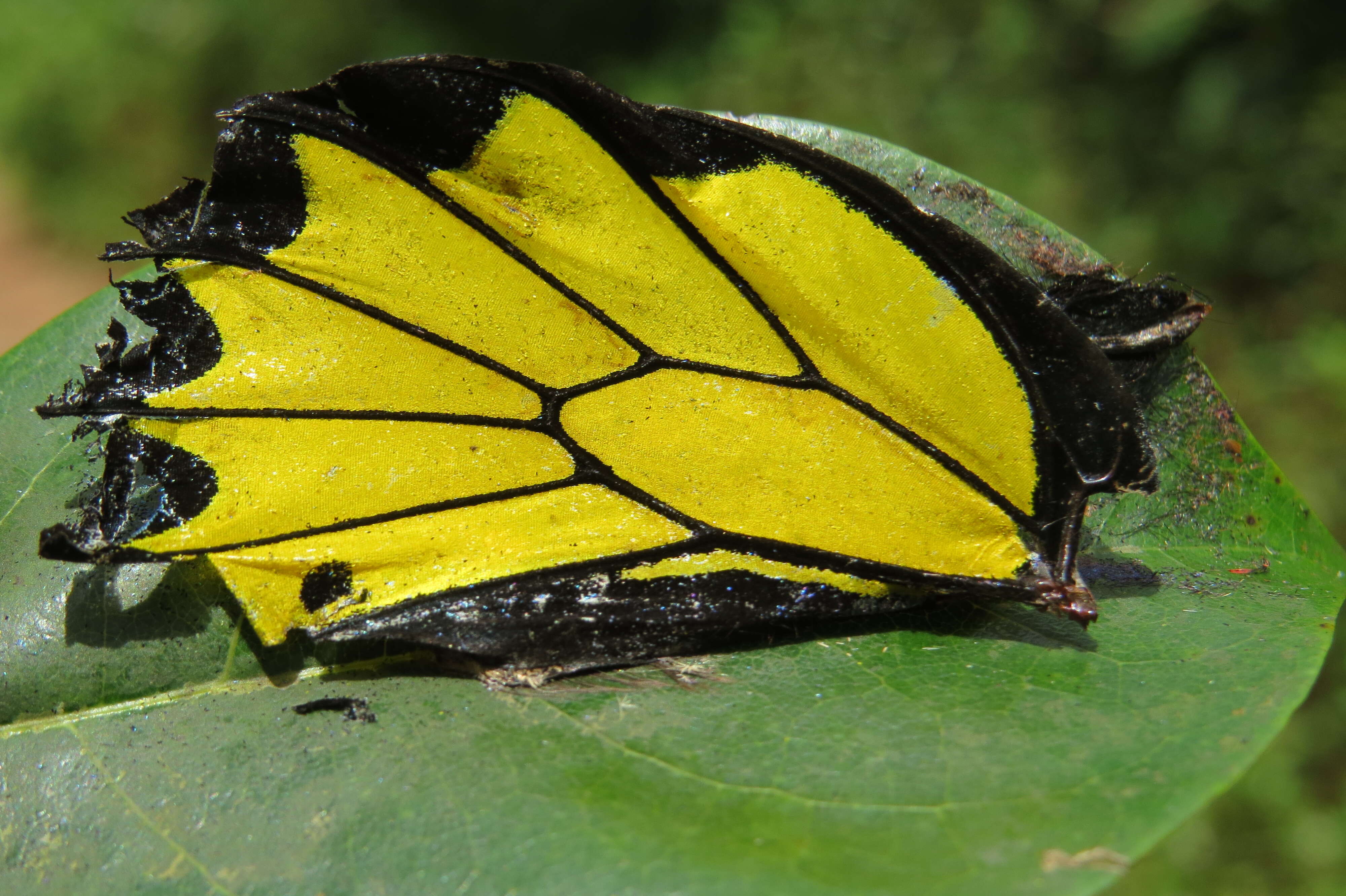 Image of Troides minos (Cramer (1779))