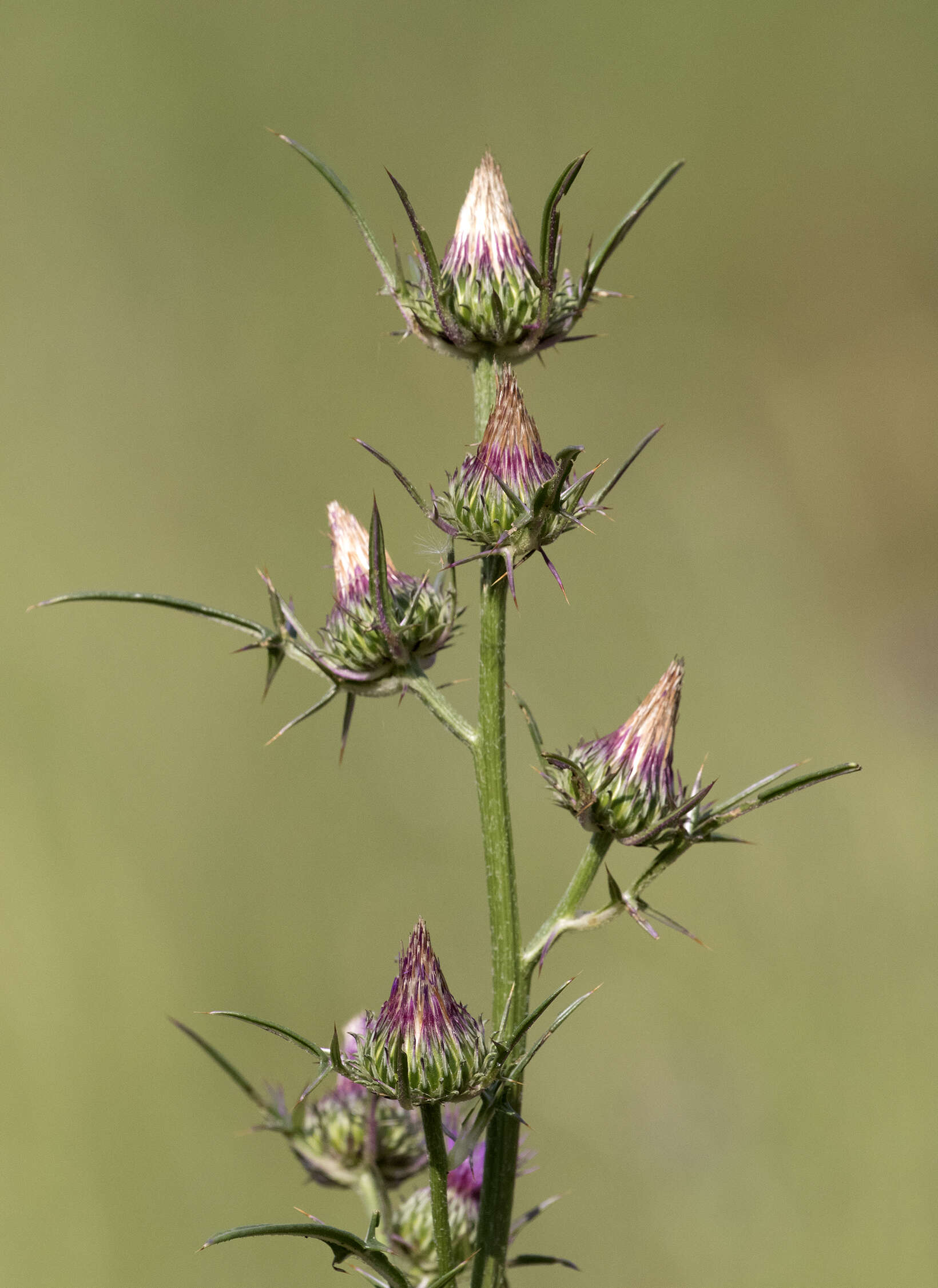 Image of Notobasis syriaca (L.) Cass.