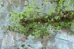 Image of Indian lettuce