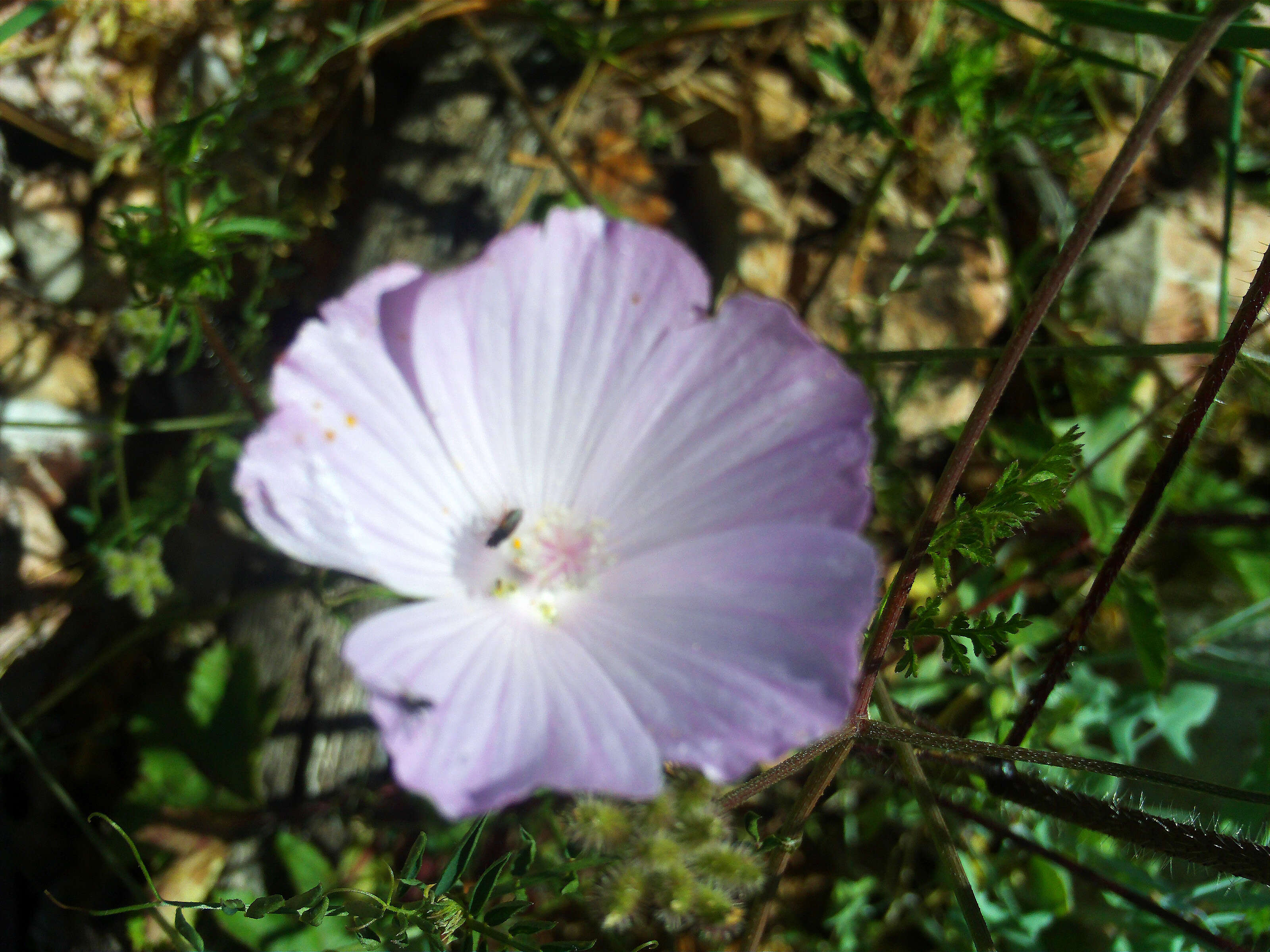 Image of Malva tournefortiana L.