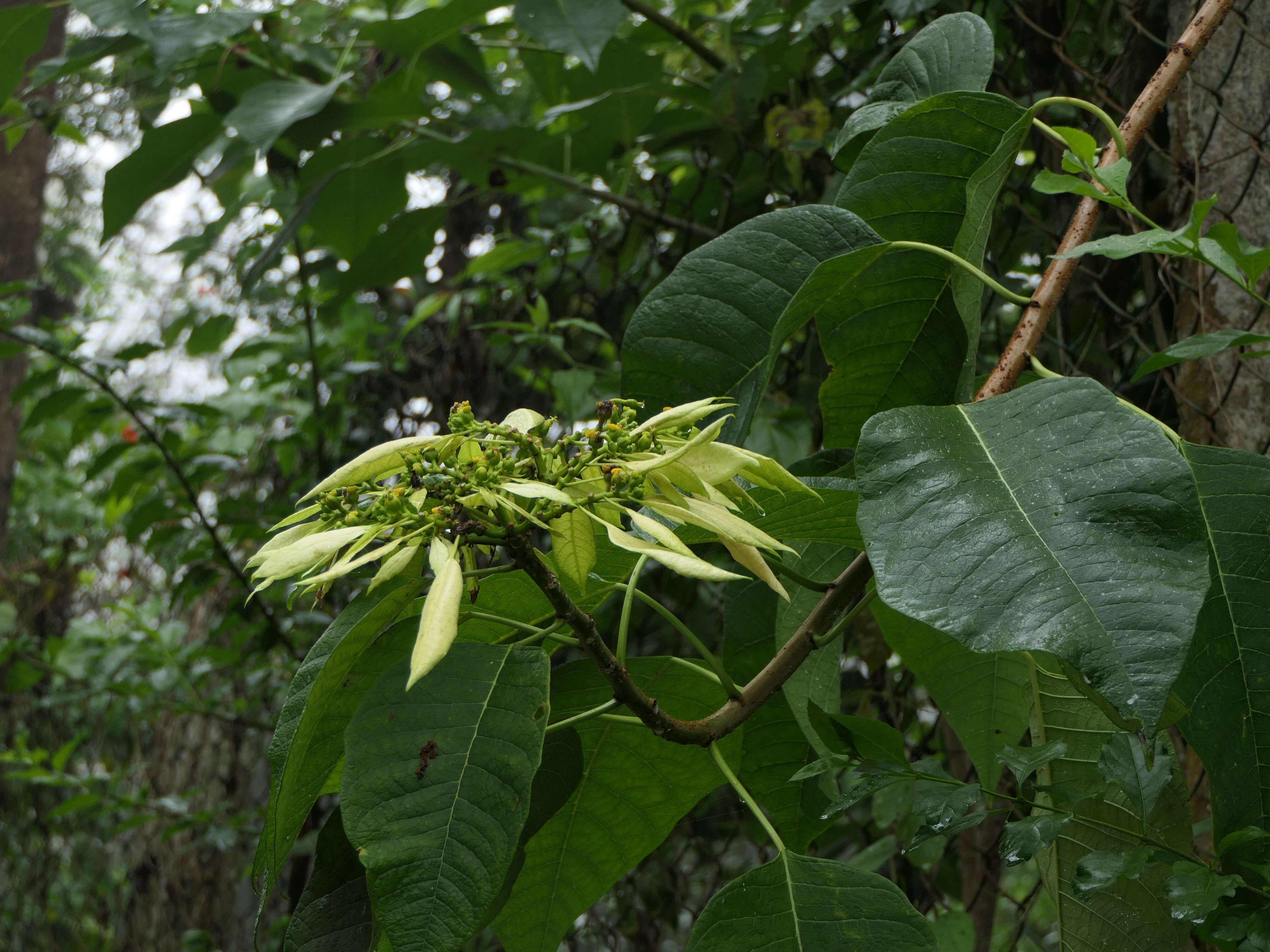 Image of poinsettia