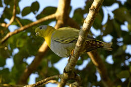 Image of Yellow-footed Green Pigeon