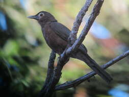 Image of Spectacled Thrush