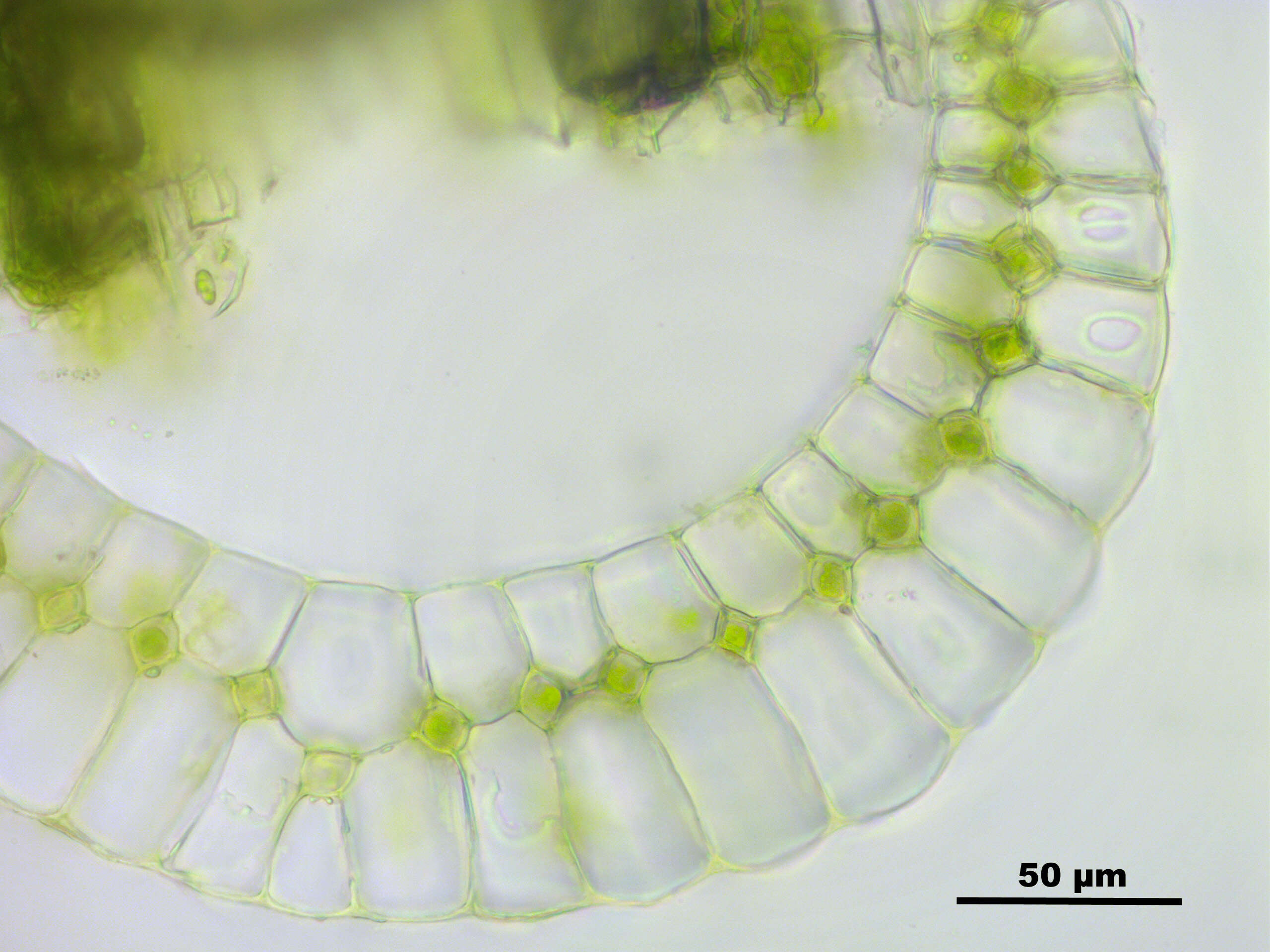 Image of Leucobryum juniperoideum C. Müller 1845